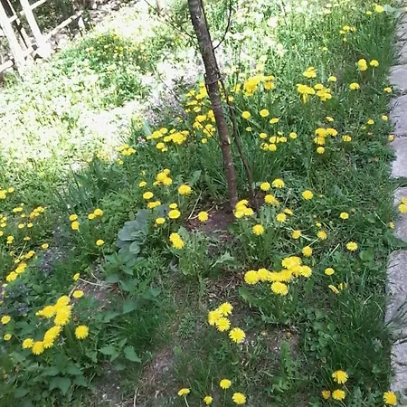 Apartman Vlado Apartment