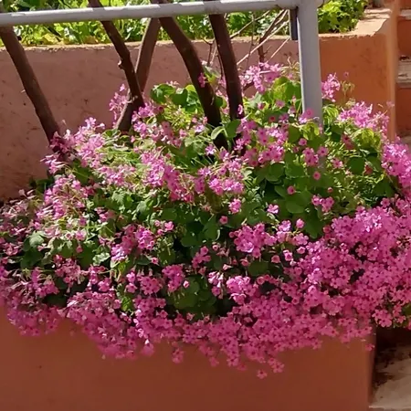 Apartment Apartman Vlado Trogir